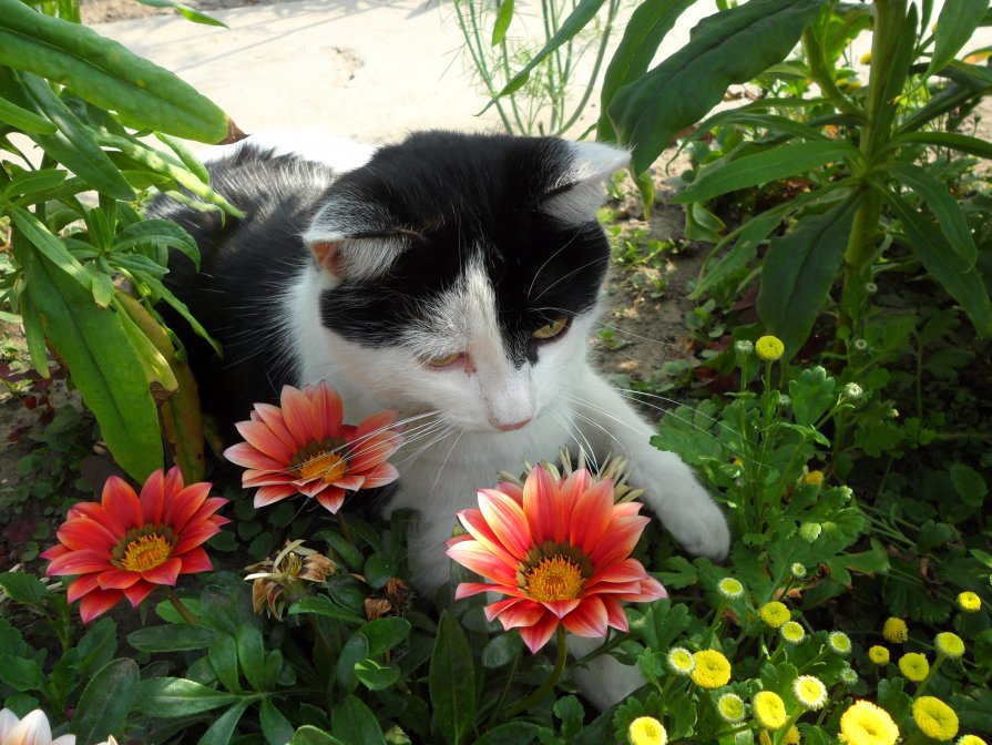 Кошка и её цветы - Роман Шплеханзидович