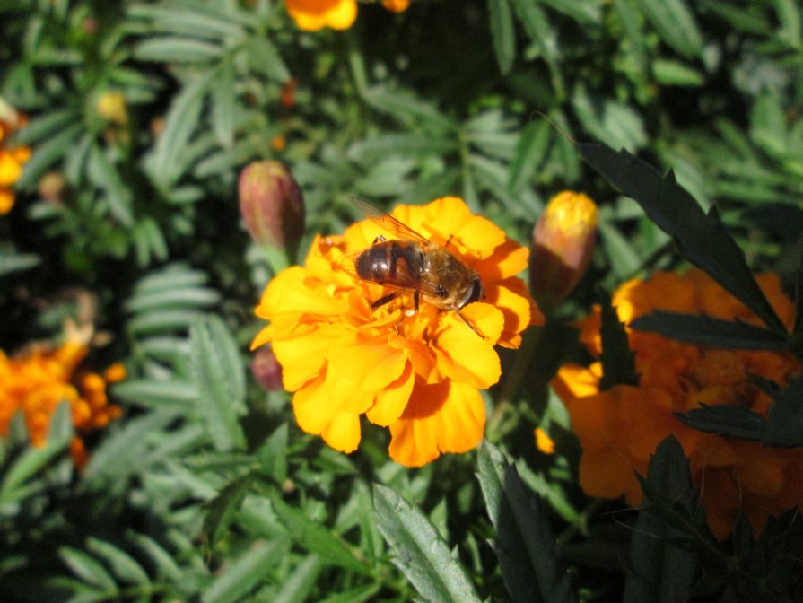 пчела за работой - юрий мотырев