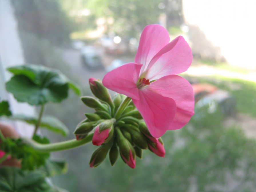цветок герани - Наталья Савич
