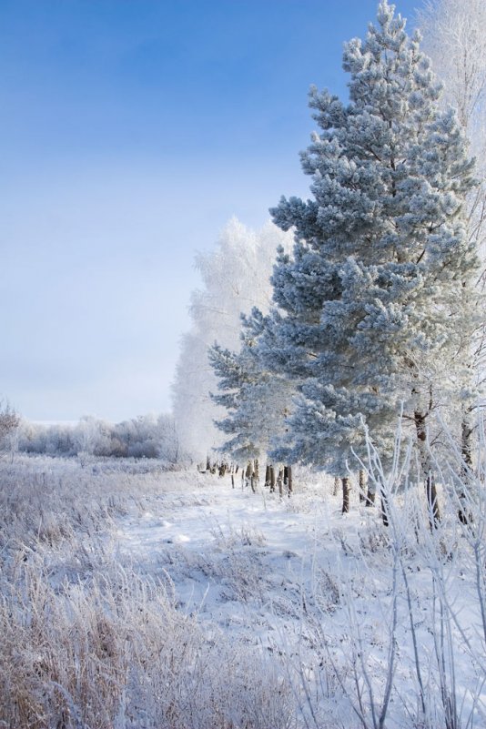Зима - Евгений Боровлёв
