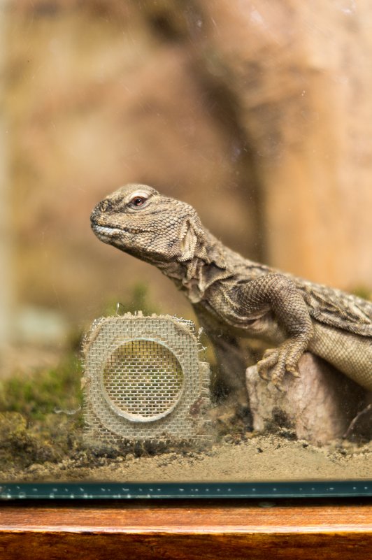 *** - Максим Вакорин