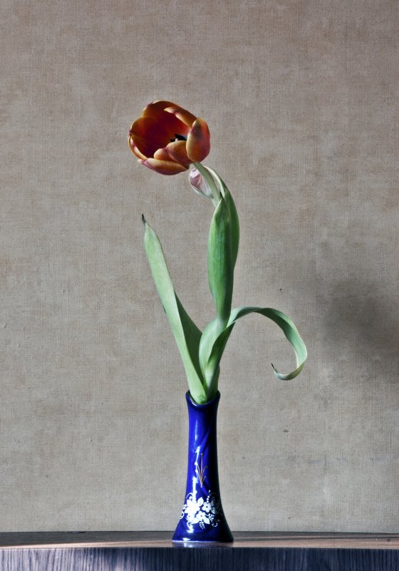 Одинокий тюльпан - vik zhavoronka