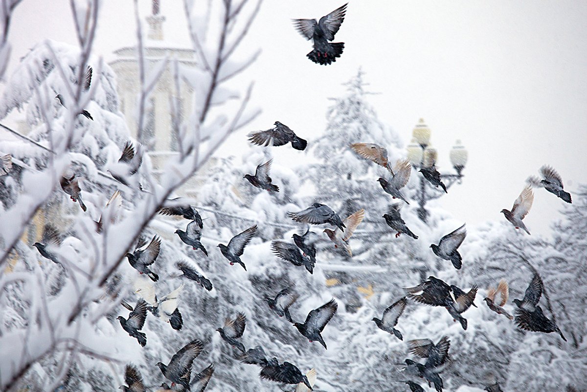 Сквозь снег - Андрей Асеев
