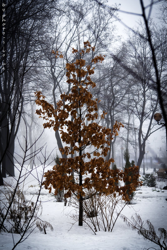 Дерево - Сергей Боровков