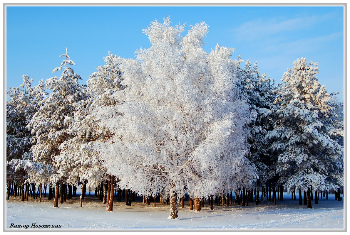 Зимняя краса - Виктор Новоженин