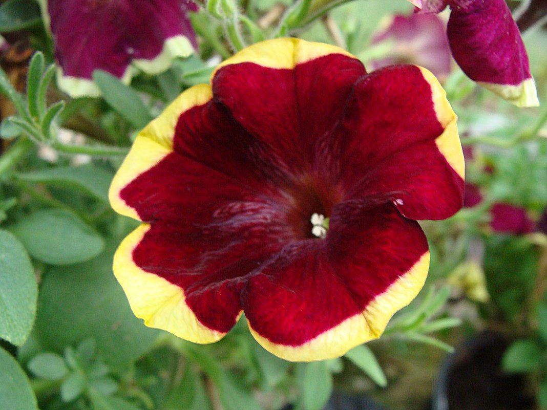 Petunia Porch purple Yellow Circle Sun Pleasure - laana laadas