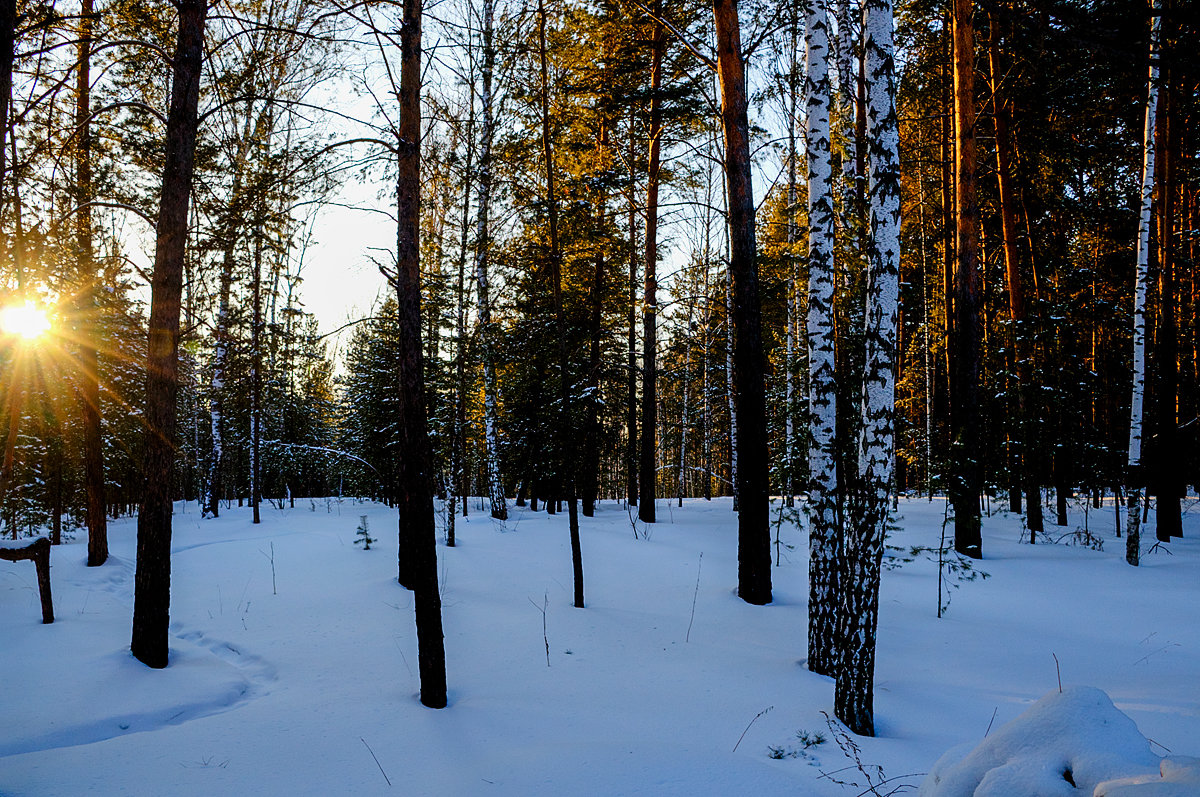 В зимнем лесу - Sergey Kuznetcov