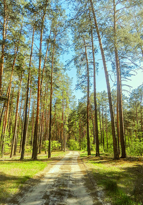Forest - Владимир ...