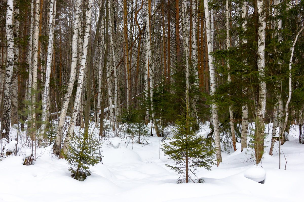 Лес в ожидании весны - Алексей Багашев