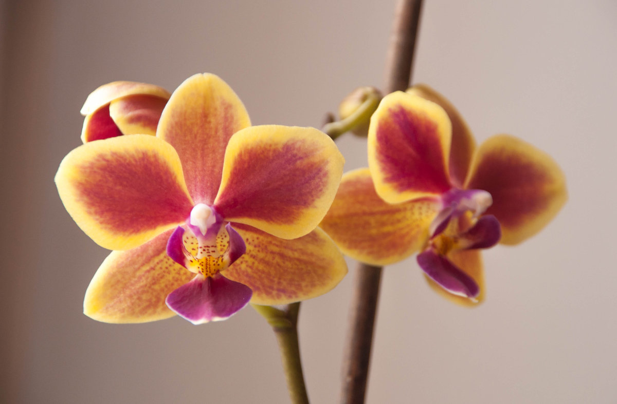 орхидея - Александра Кирьянова