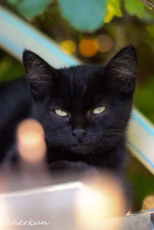 Черный задумчивый кот - vcherkun 