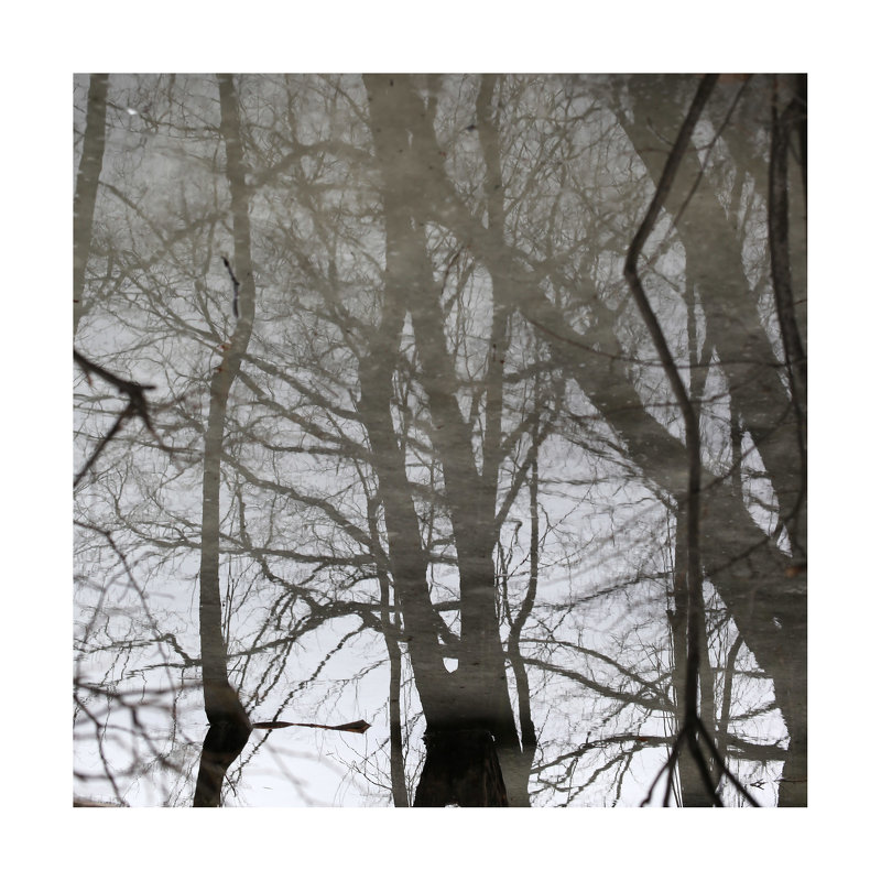 деревья-02 - наташа савельева 