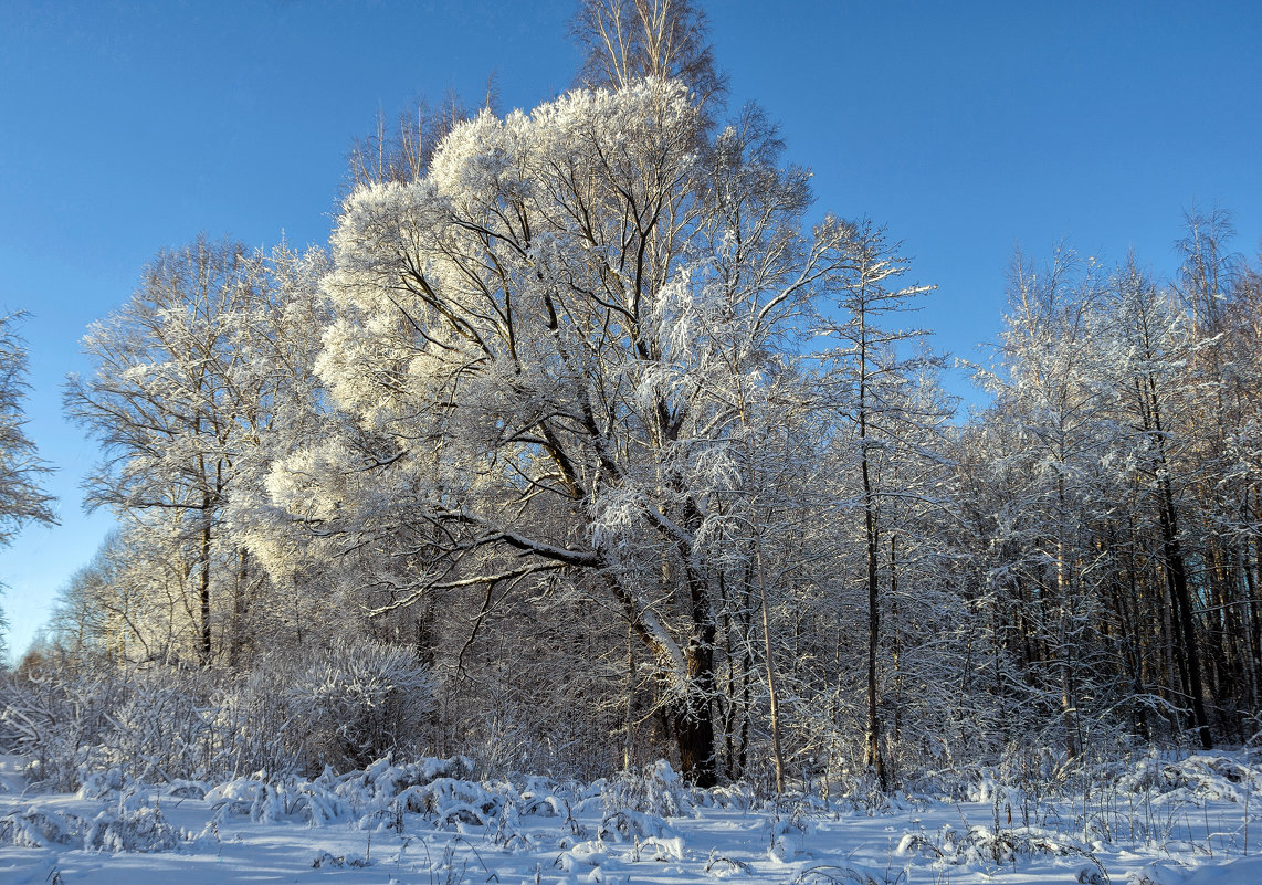 Зимний лес - Valeriy Piterskiy