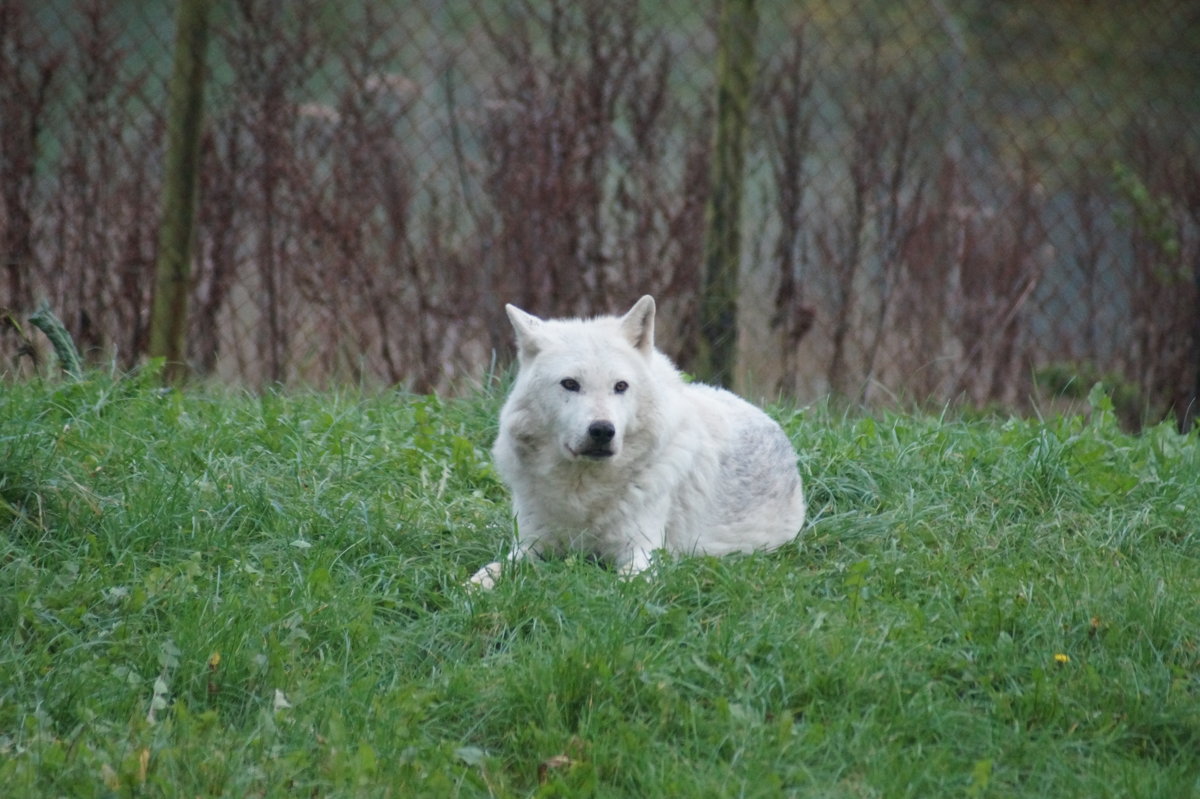 Белый волк - Natalia Harries