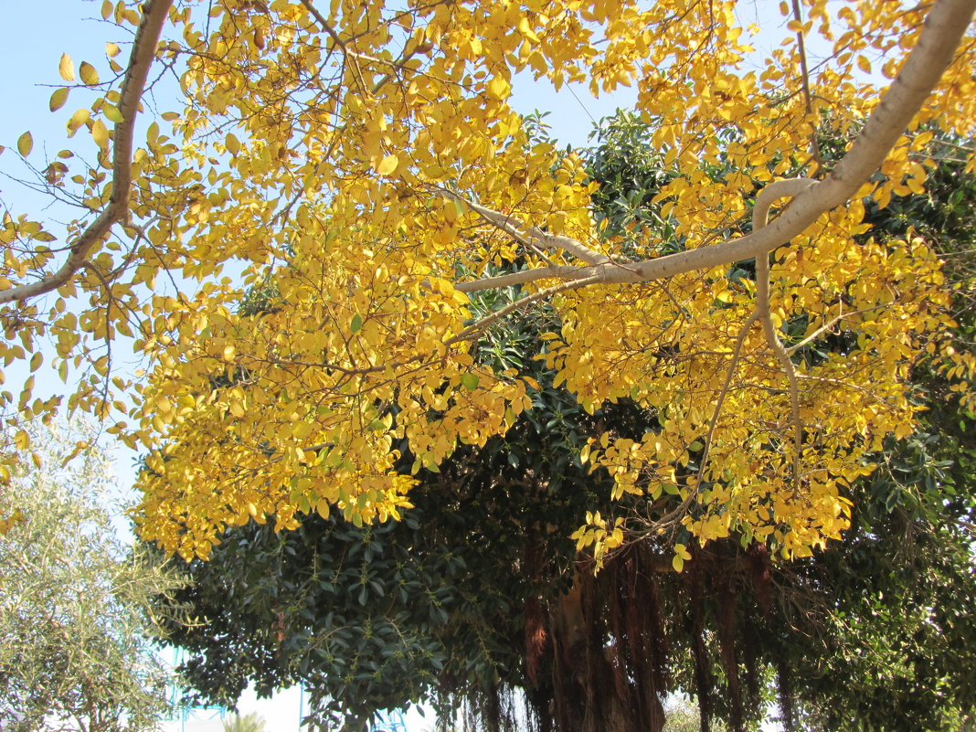 И в январе желтеют листья - Герович Лилия 
