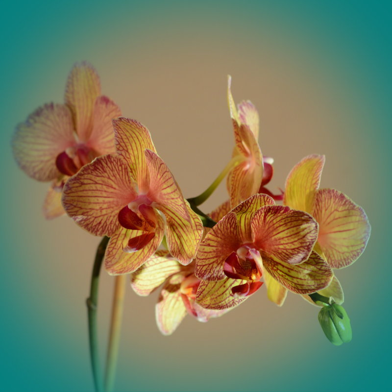 Орхидея - Владимир Клюев