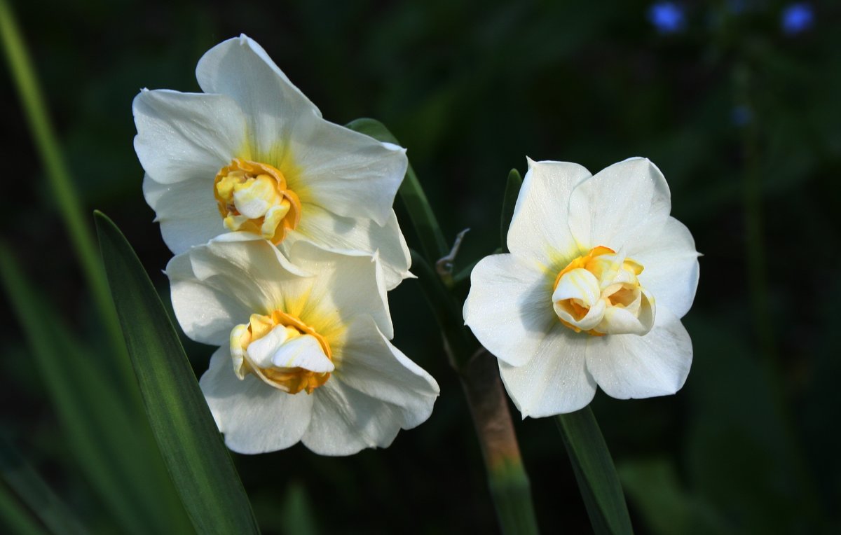 Белые цветочки - Damir Si