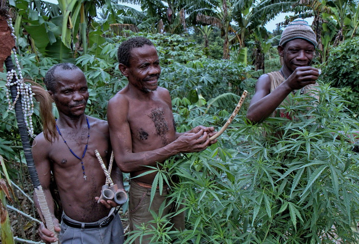 Угандийские пигмеи в своём огороде с чудо-травой - Евгений Печенин