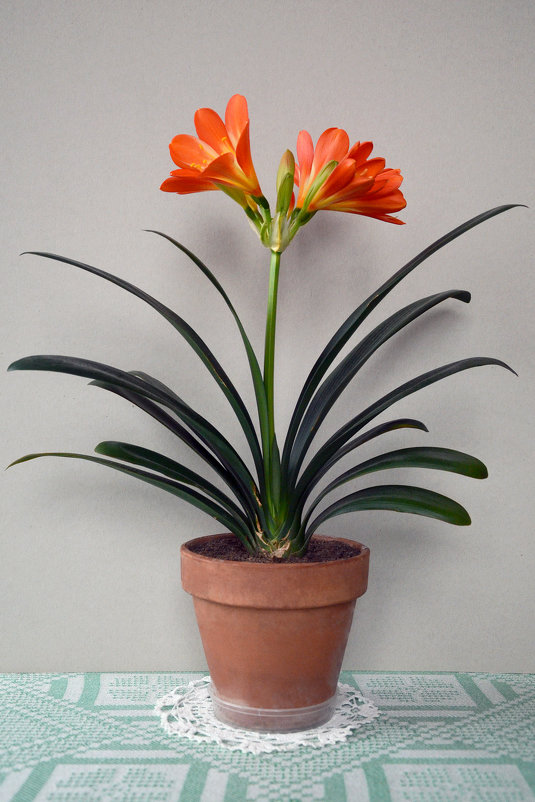 Clivia - Kliwo 