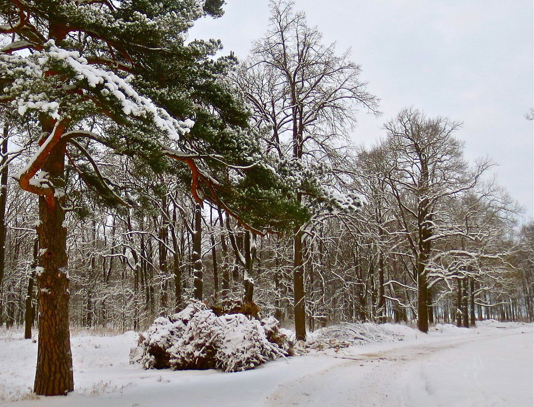 зимний лес - Елена 