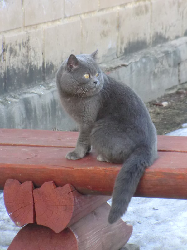 1 марта - День кошек в России... - Владимир Павлов