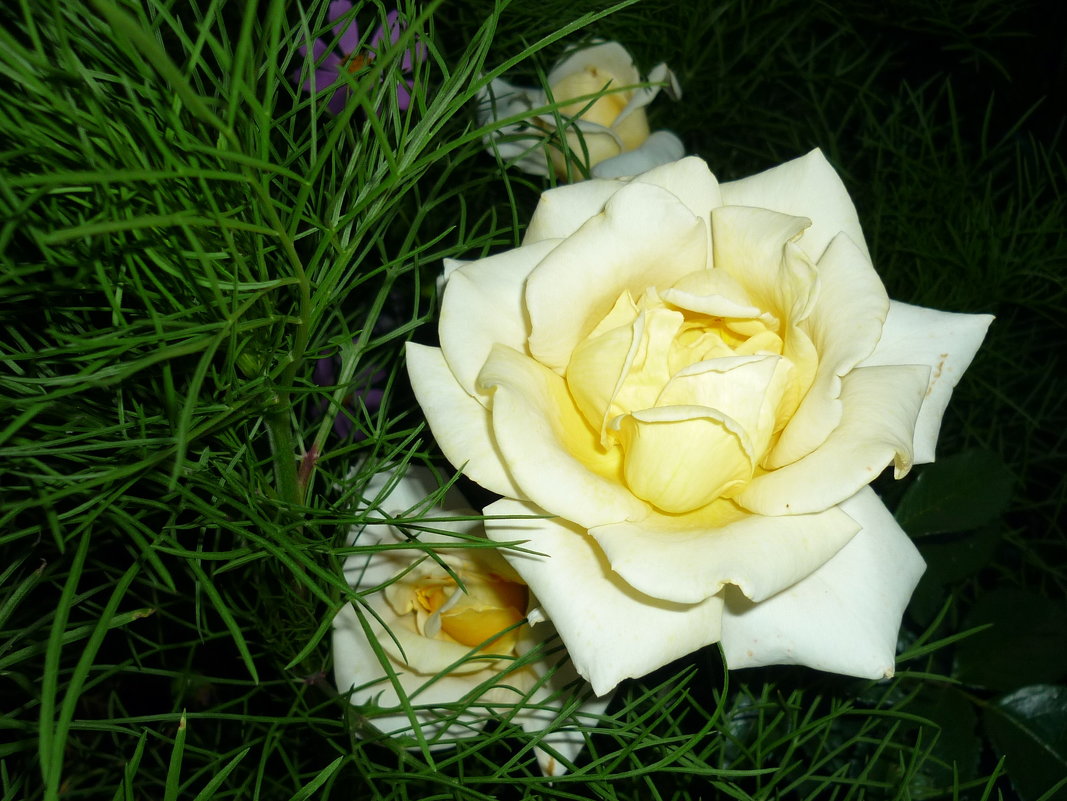 Белая роза - Наталья Березко