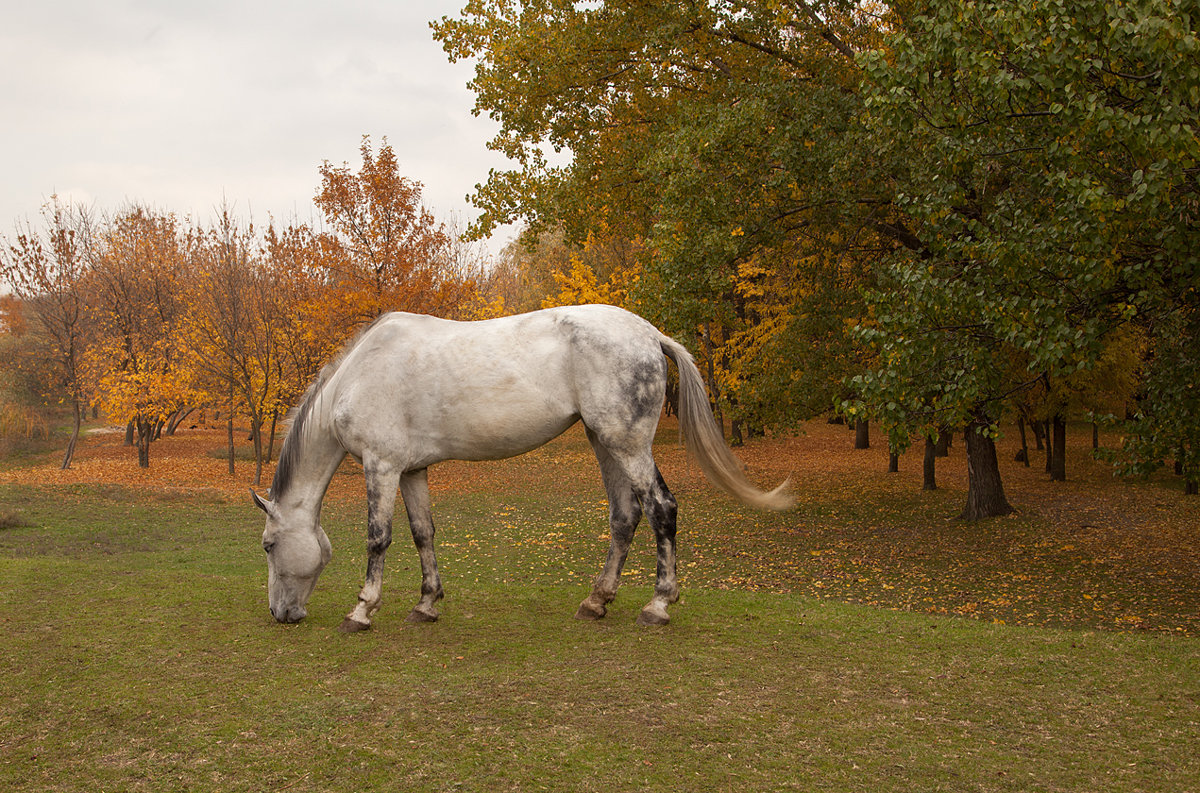 осень - YURIY CH