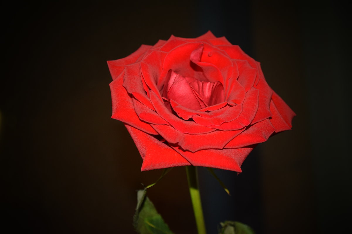 Роза 2 - Елена 