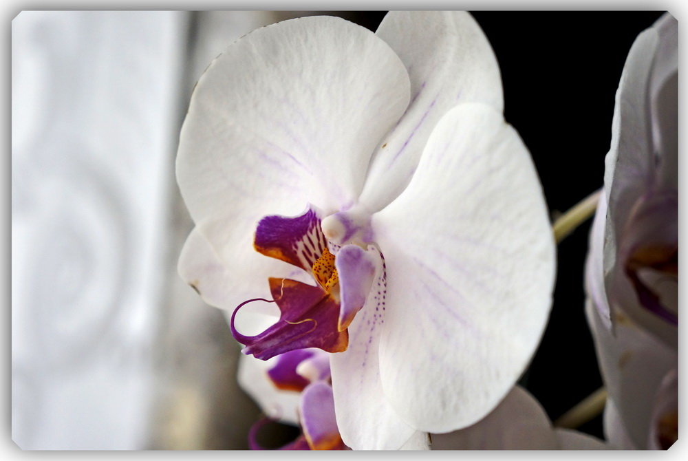 Красота орхидей. - Любовь Чунарёва