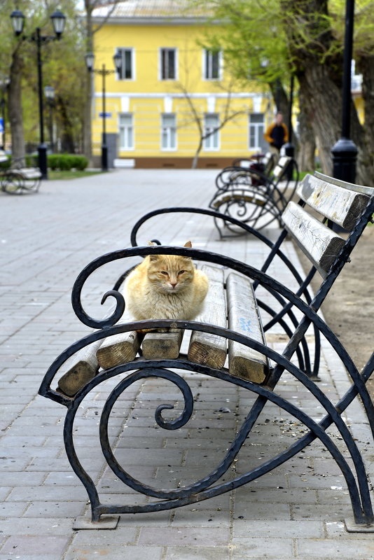 Уличный кот - Сергей Сёмин