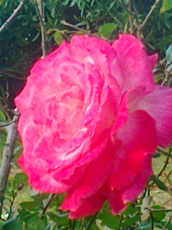 Розовая роза - Герович Лилия 