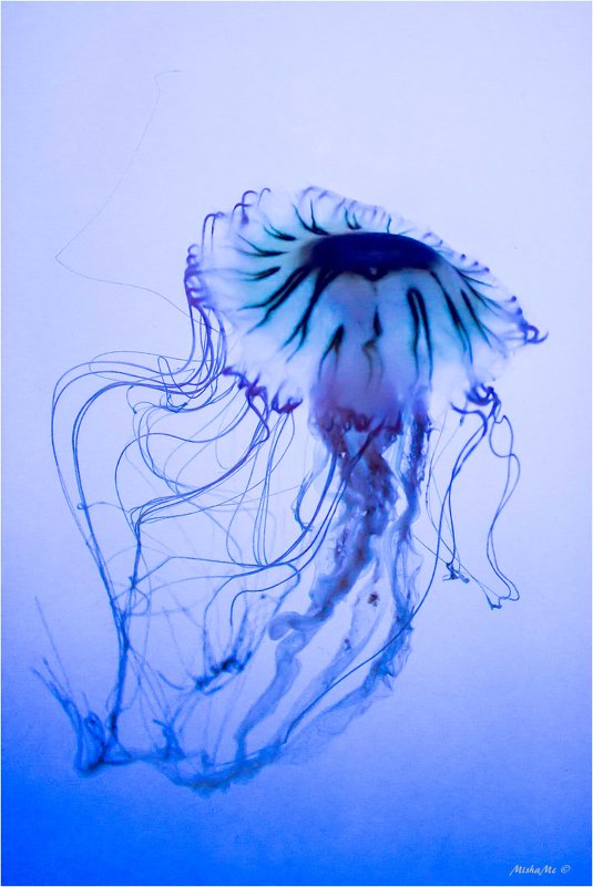 The jellyfish - Misha McD