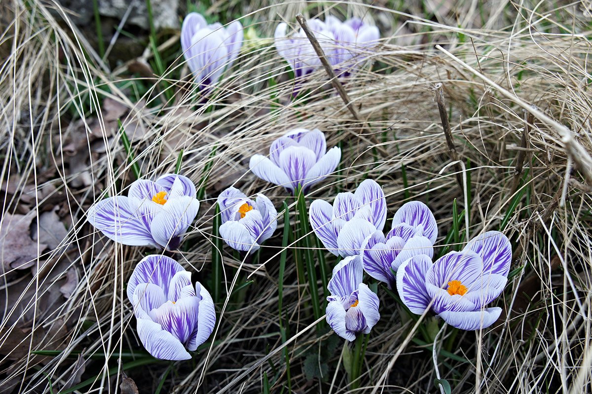 Крокус (Crocus), или шафран - Елена Павлова (Смолова)