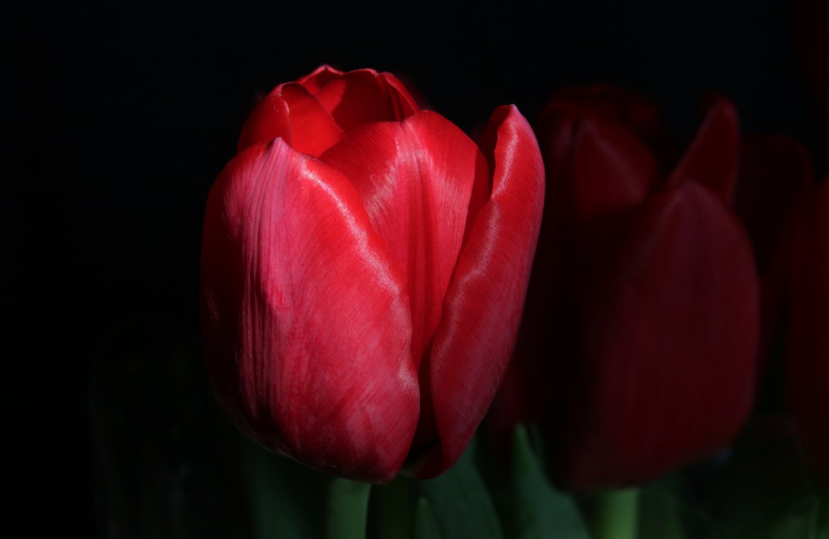 Тюльпан  огненно красный - Damir Si