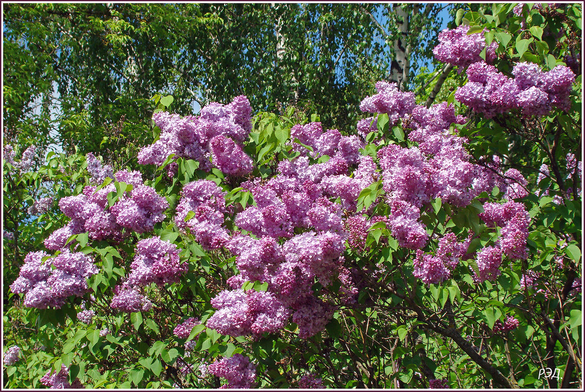 Сиреневый куст. - Роланд Дубровский