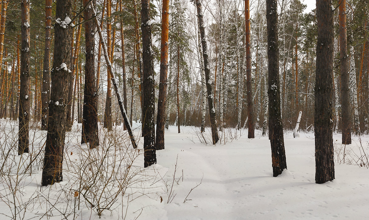В лесу. - Kassen Kussulbaev