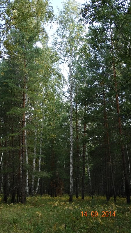 лес - александр 