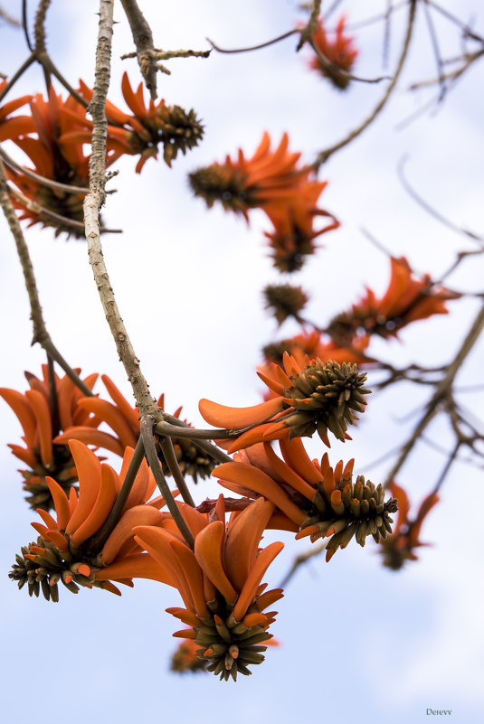 Коралловое дерево (Эритрина, Erythrina caffra) - Александр Деревяшкин