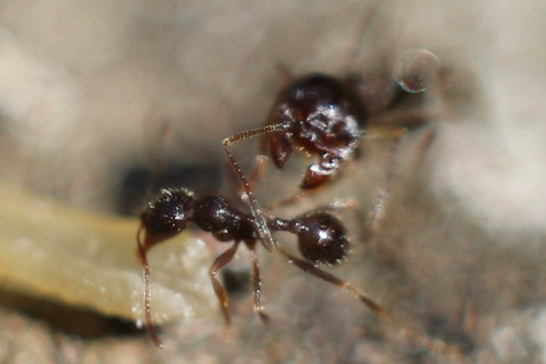муравьиная весна - fatima 