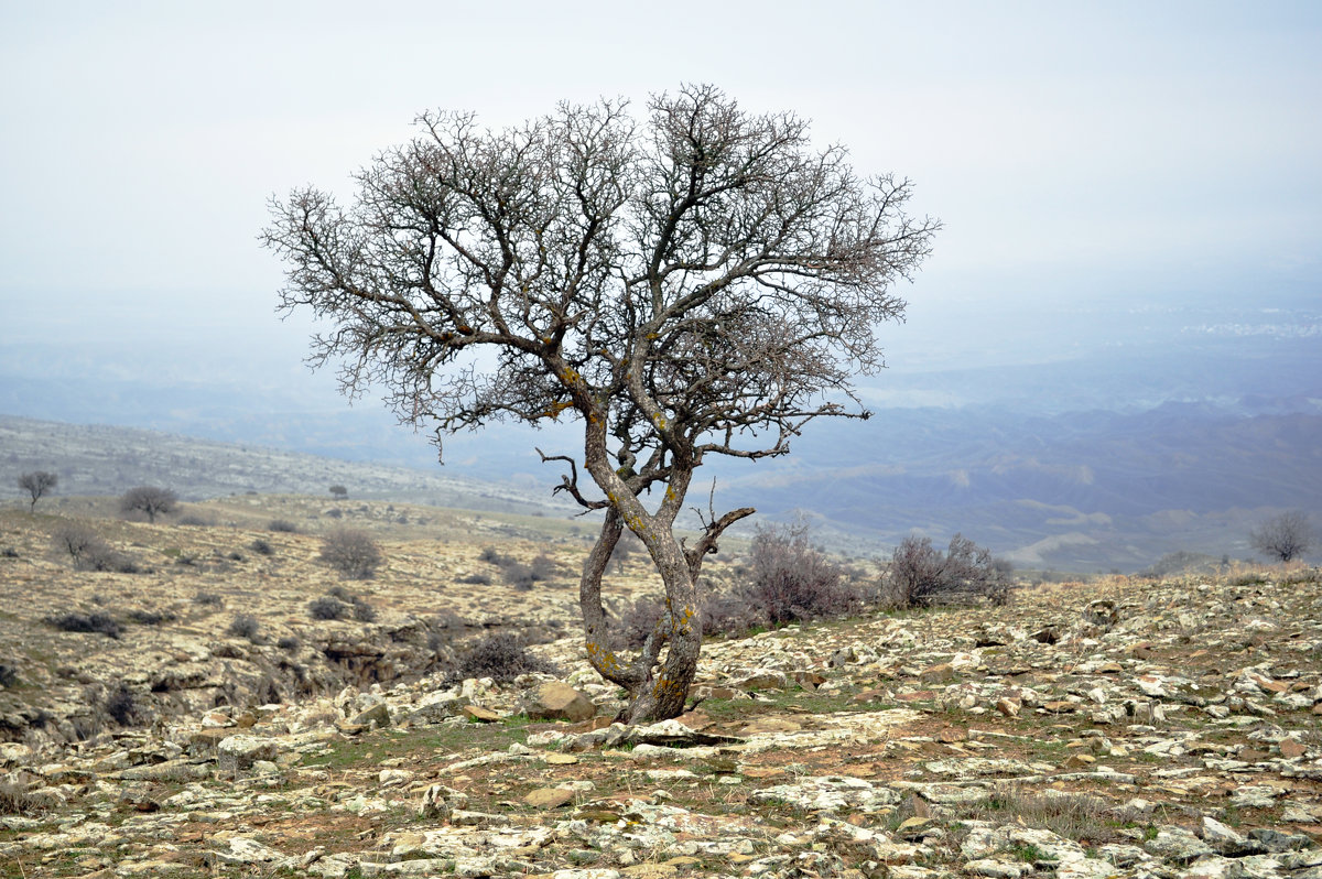 Дерево в горах - Aidar Атамамедов