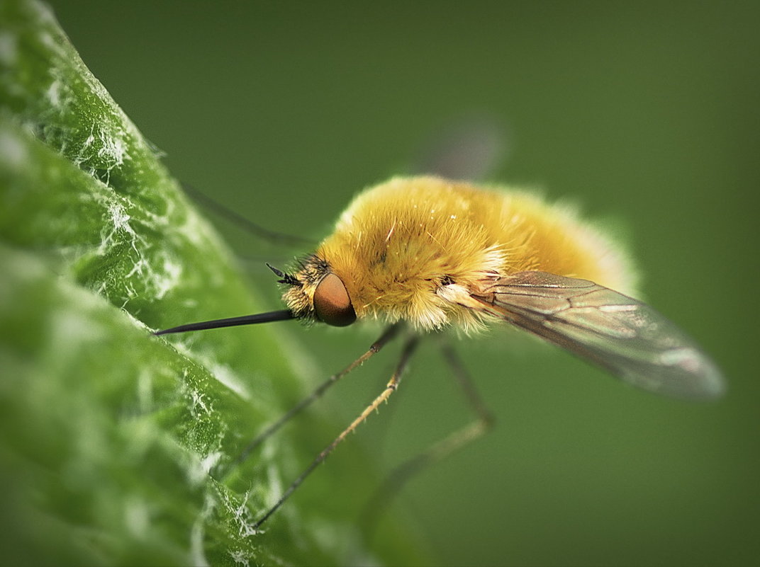 Bombyliidae Жужжалы