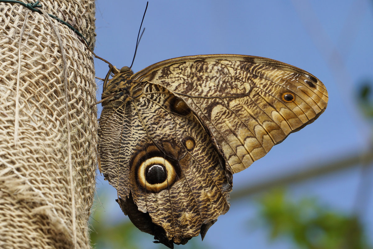 Тропическая бабочка Caligo - Любовь Изоткина