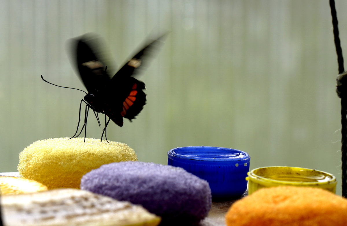Обеденный столик тропических бабочек - Любовь Изоткина