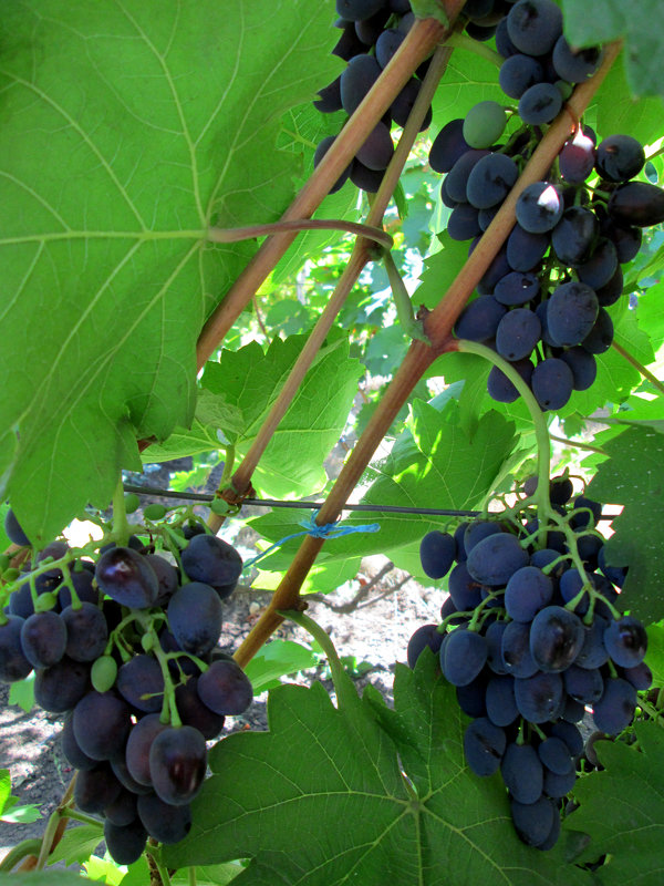 Август-время винограда... - Тамара (st.tamara)