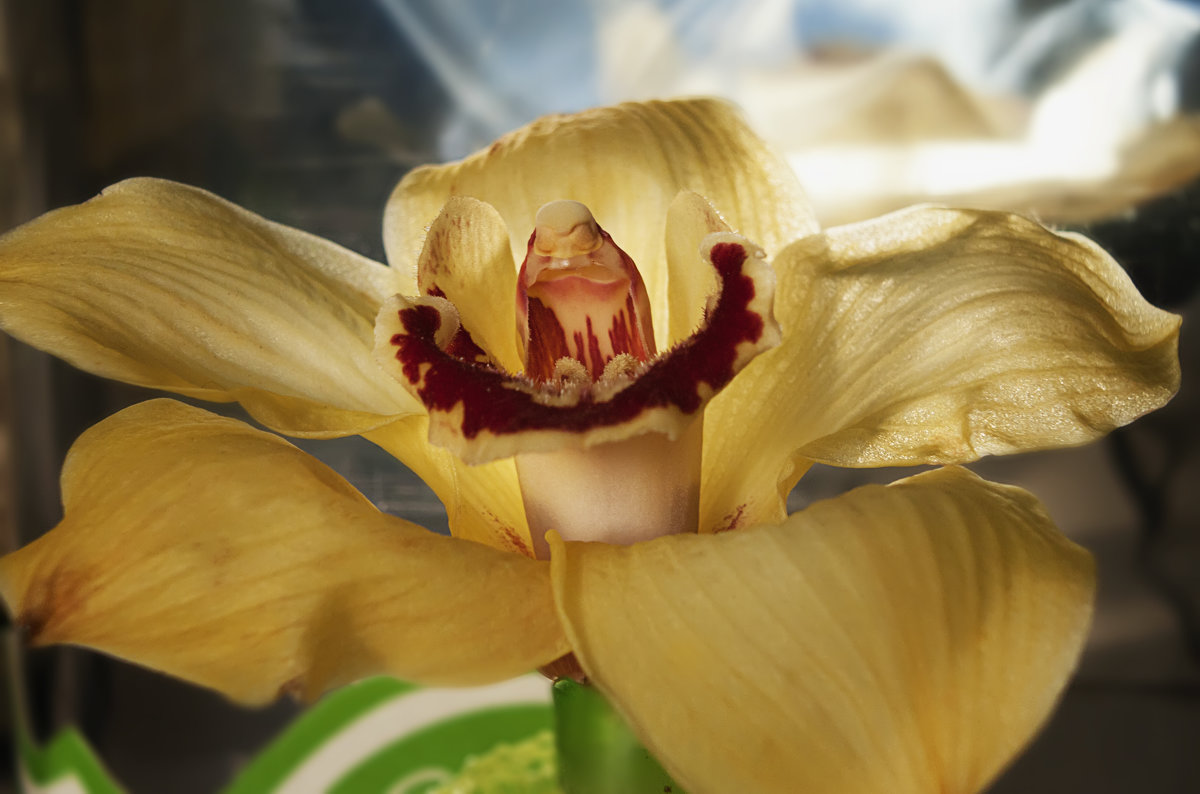 Орхидея - Gleipneir Дария