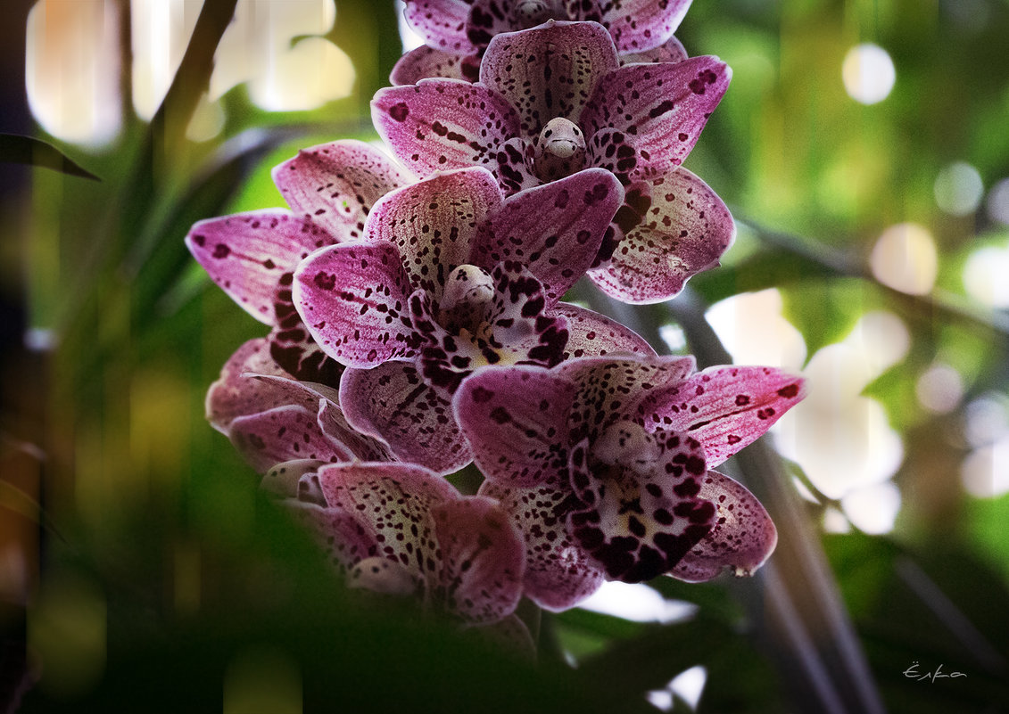 эти загадочные орхидеи - Эльмира Суворова