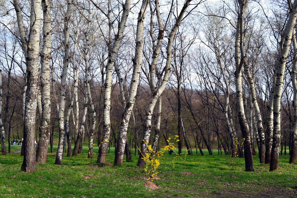 парк осиновая роща санкт петербург