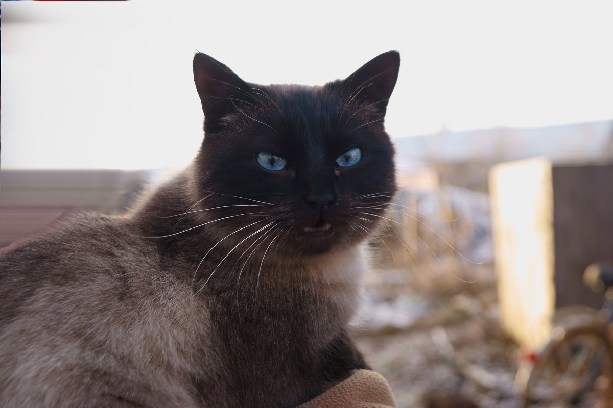 сиамский кот (как-бы) - владимир володёнок