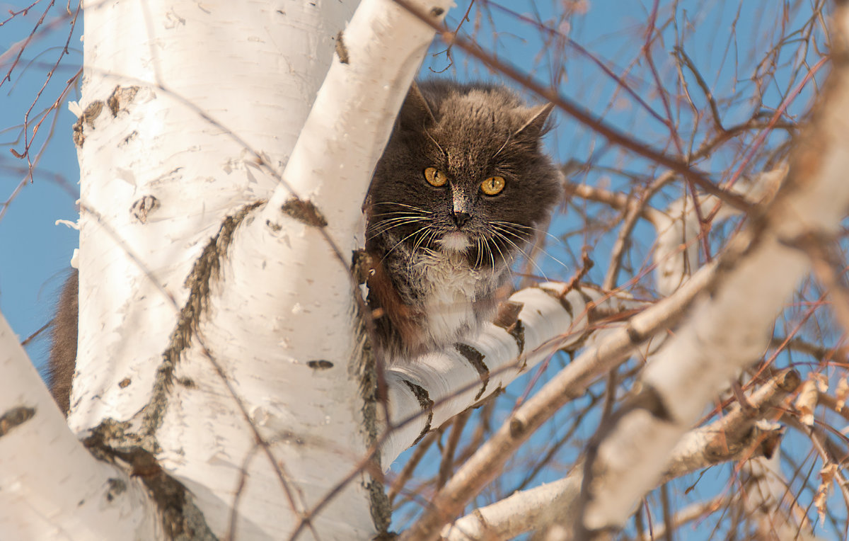 А мне летать о кота...)) - Владимир Хиль