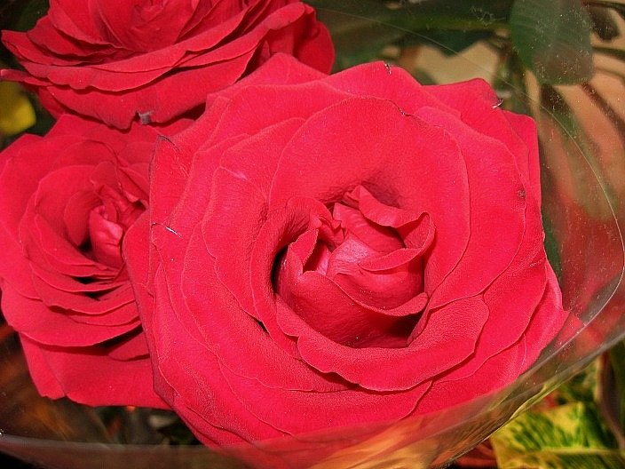 Красная роза как яркое скерцо... - Natali 